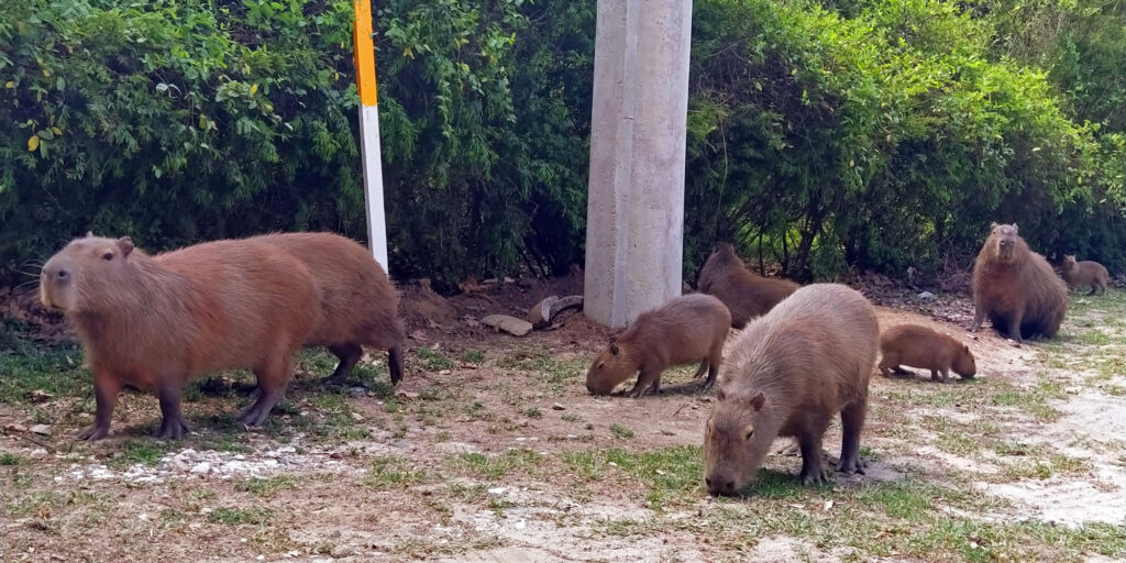 Capivaras - Horto Florestal