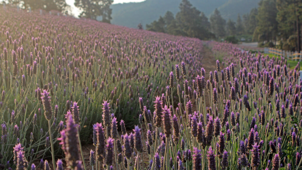 Campo de lavanda - Parque do Pico de Itapeva
