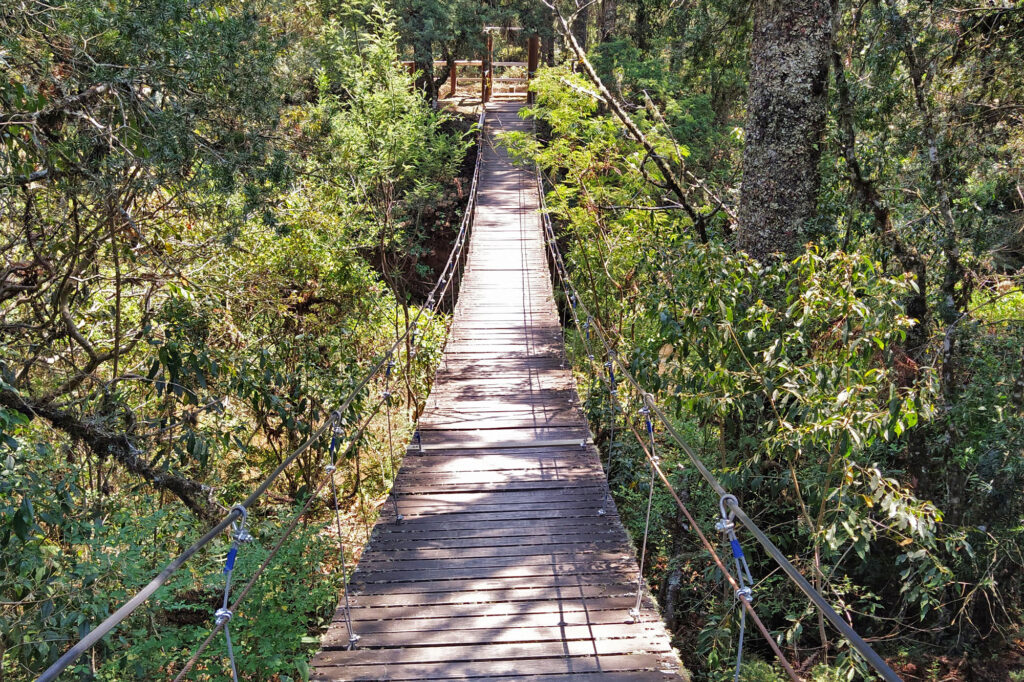 Trilha das Duas Pontes - Horto Florestal