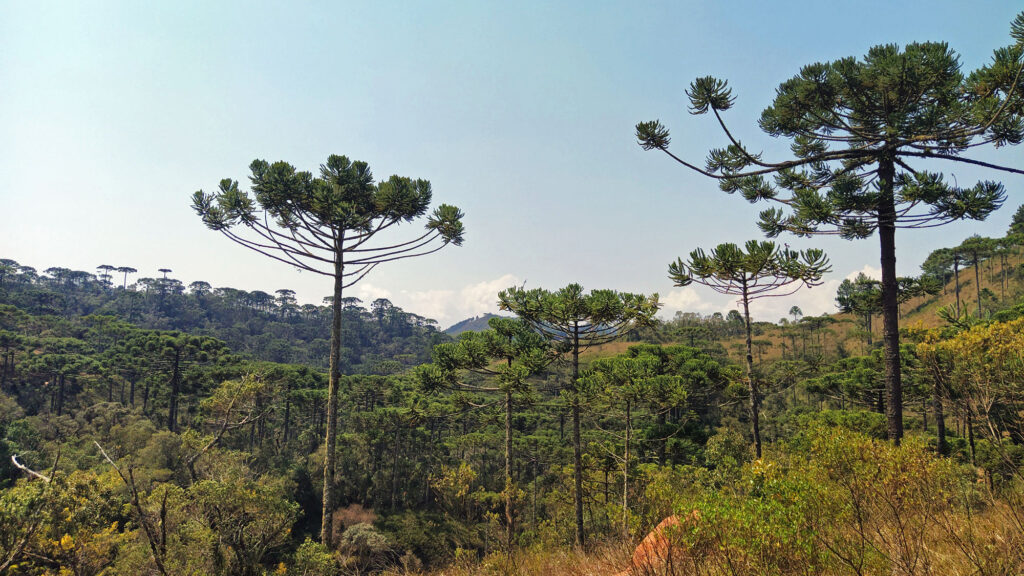 Parque Estadual Campos do Jordão - Horto Florestal