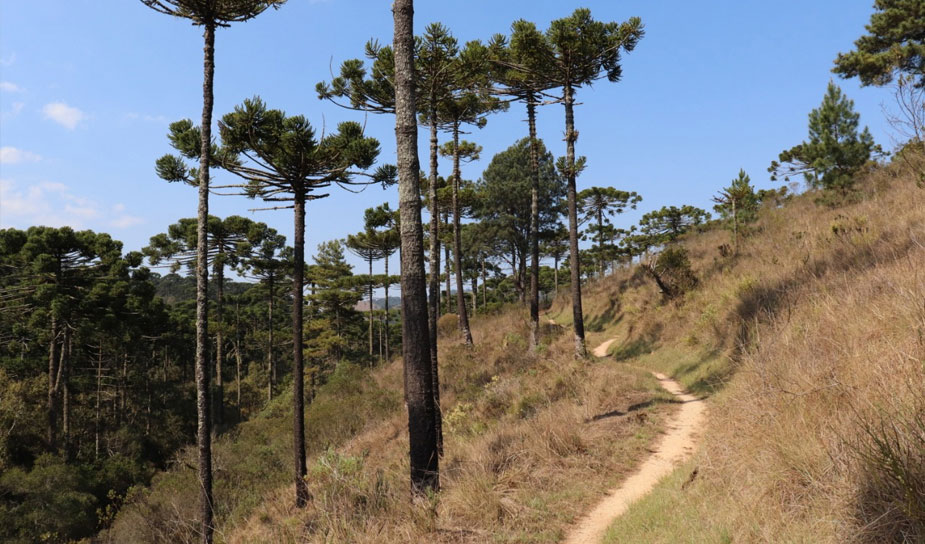 Trilha dos Campos - Horto Florestal