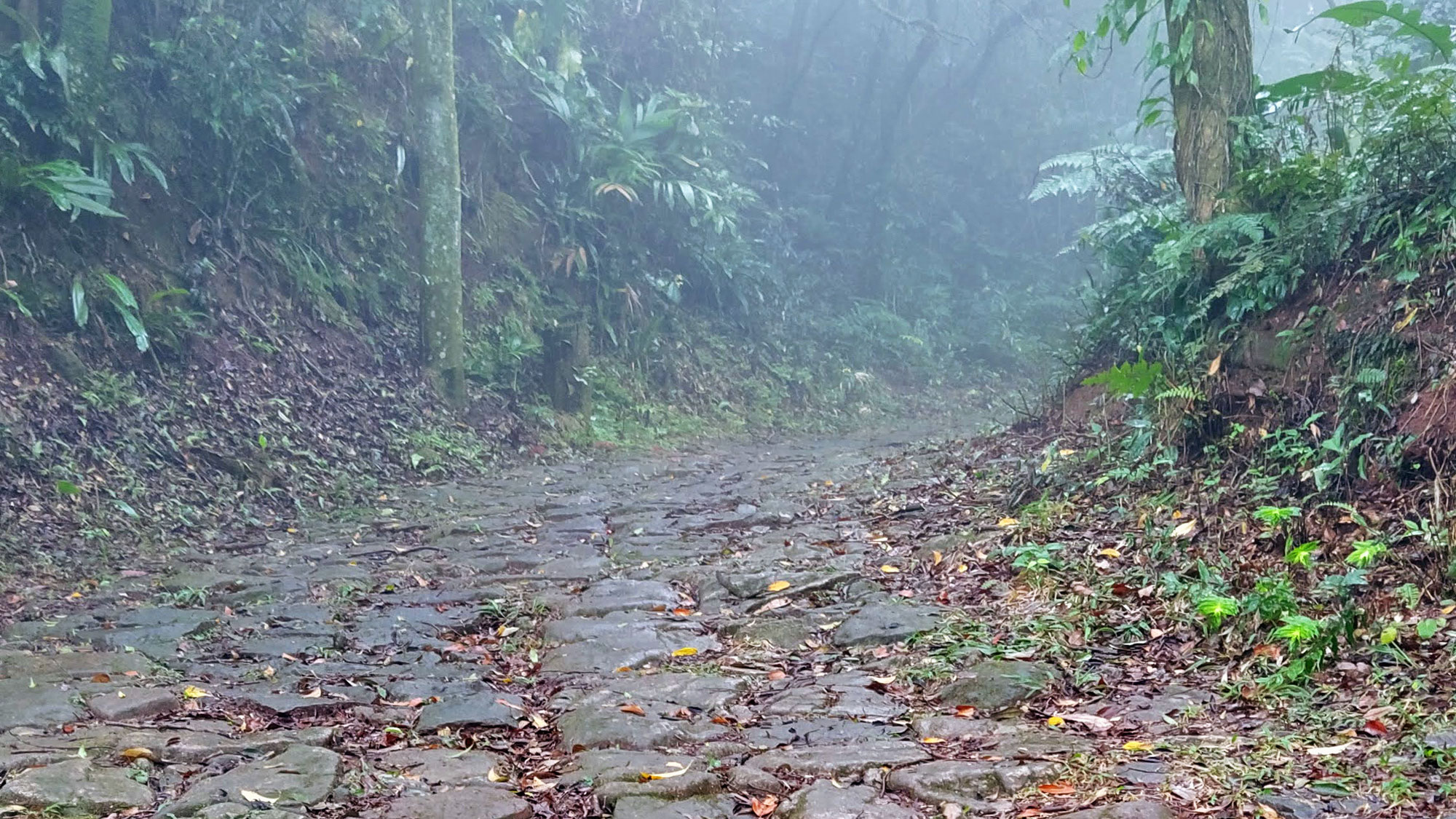 Calçada do Lorena- Serra do Mar
