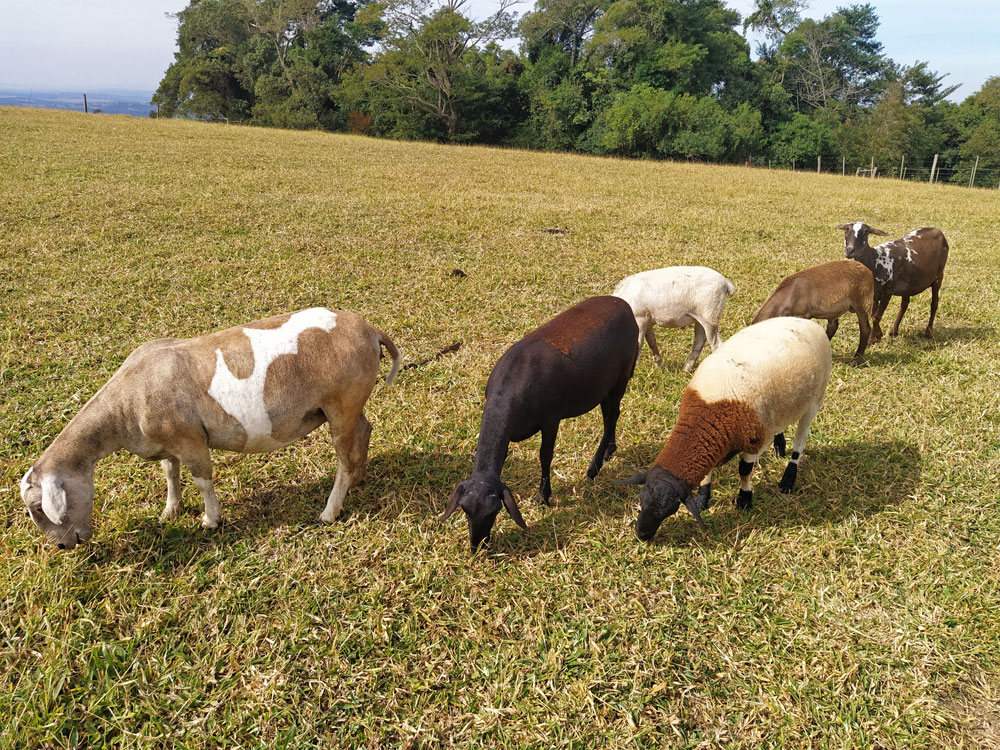 Animais no Ecoparque Pedra do Índio
