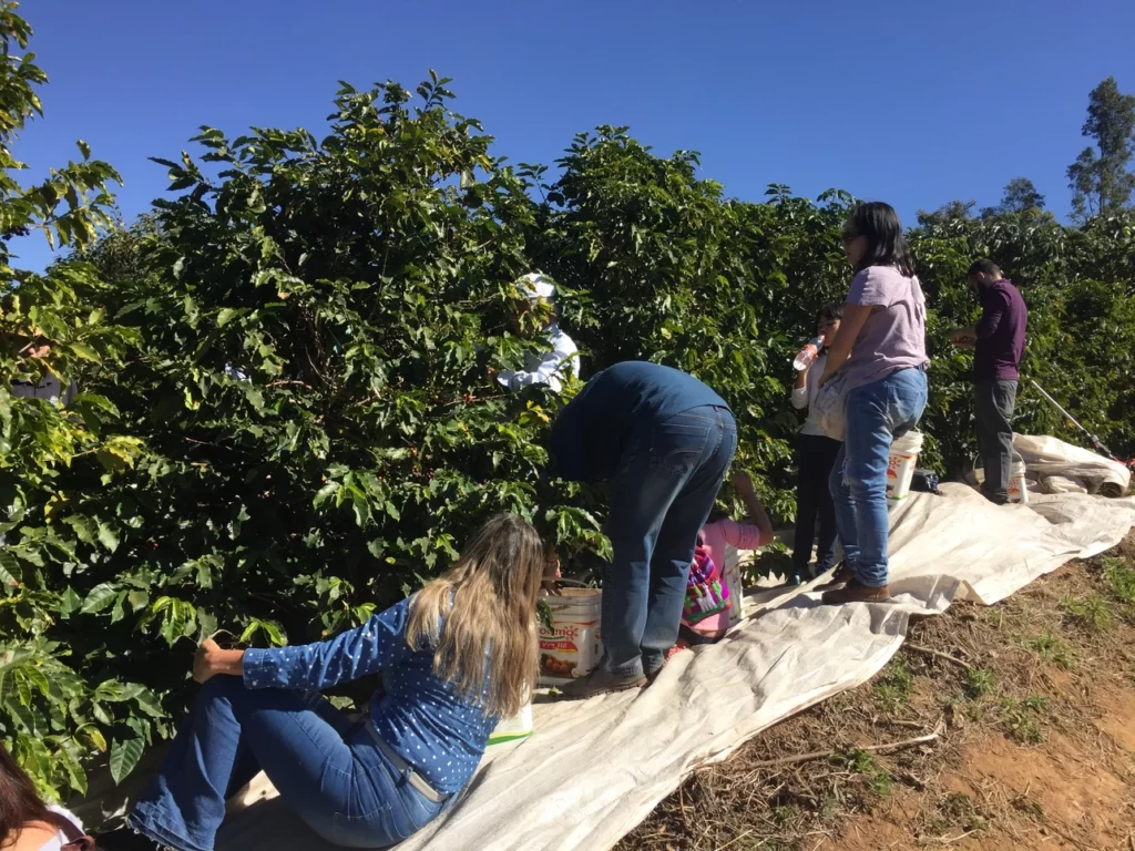 Campo Místico Cafés Especiais