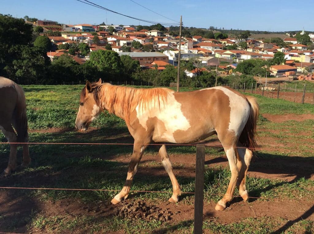 Cavalgada Pardinho