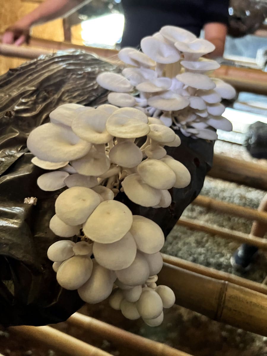 Produção de shimeji da CoguLi