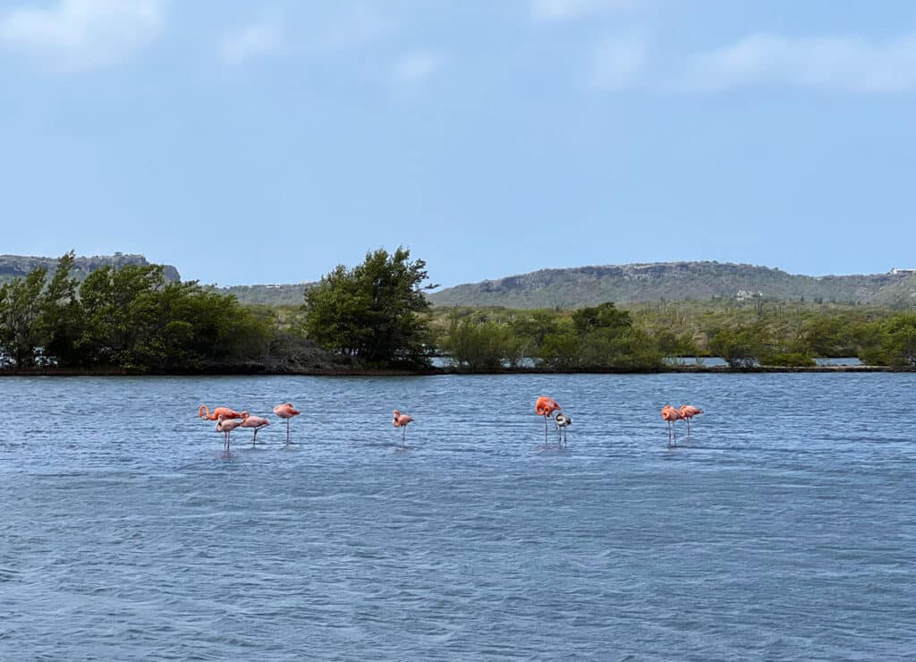 Flamingos de Curaçao